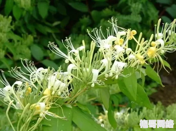 过度开发pop金银花引发生态危机，专家呼吁加强保护措施以维护生物多样性和可持续发展